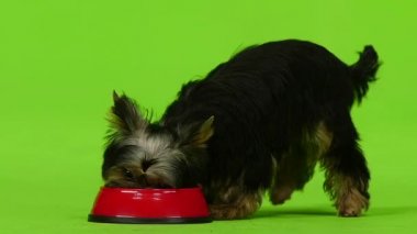 Yorkshire korkunç bir kuyruk ile yiyor. Yeşil ekran. Ağır çekim