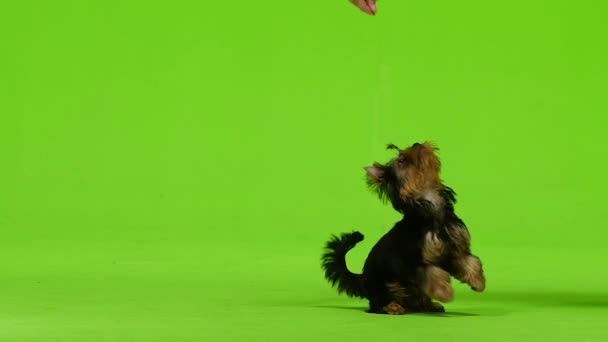 Dog on his hind legs asks for food. Green screen. Slow motion — Stock Video