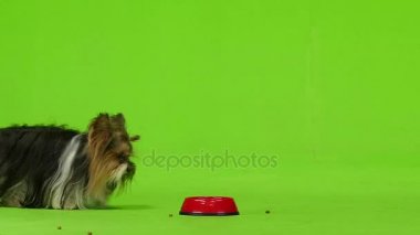 York dışında kırmızı yemekleri yiyor. Yeşil ekran. Ağır çekim