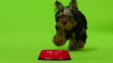 Yorkshire terrier yiyor. Yeşil ekran. Ağır çekim