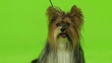 Köpek etrafına bakıyor. Yeşil ekran. Ağır çekim