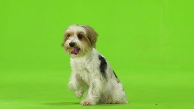 Köpek onun pençe kaldırdı ve onun dilini sıkışmış. Yeşil ekran. Ağır çekim