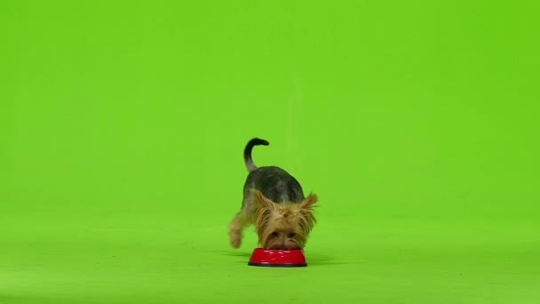 Yorkshire Terrier with a tail eats. Green screen. Slow motion — Stock Video