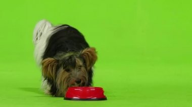 York dışında kırmızı yemekleri yiyor. Yeşil ekran. Ağır çekim