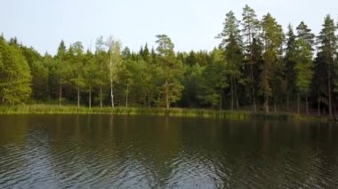 Ağaçların gövdeleri göl sakin suda yansıyan. Hava anket