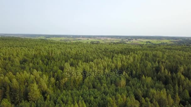 Лесной пейзаж с высоты птичьего полета. Аэросъемка — стоковое видео