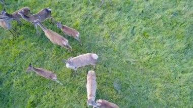 Açık kahverengi yaklaşım çit nerede yürüyüş yetişkin geyiği. Hava anket. Yakın çekim