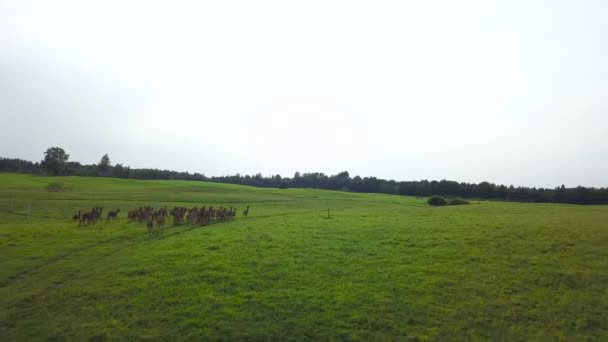 Hirsche tummeln sich auf einer Wiese vor dem wolkenlosen Himmel. Luftaufnahme — Stockvideo