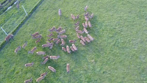 Vista superior de un grupo de ciervos bebés. Encuesta aérea — Vídeo de stock