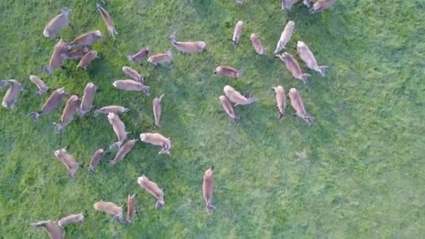 Veados no pasto a partir da altura do voo das aves. Inquérito aéreo. Fechar — Vídeo de Stock