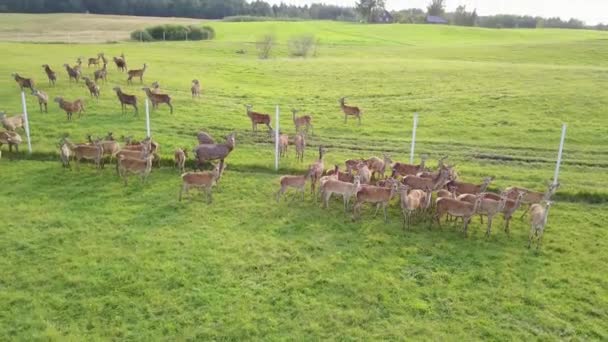 Bovenaanzicht van de grazende herten in gevangenschap. Luchtfoto enquête — Stockvideo