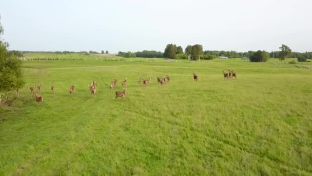 在美丽的天气里漫步在鹿的草地上。空中调查 — 图库视频影像