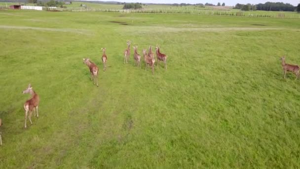 Vue aérienne du troupeau de cerfs courant sur un champ vert. Relevé aérien 