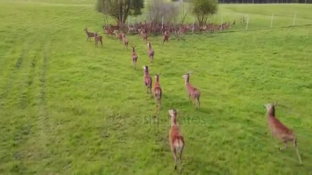 Manada de ciervos en la granja. Encuesta aérea — Vídeo de stock