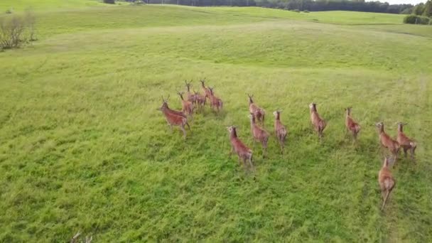 Un rebaño de ciervos liderado por un líder camina por el paddock. Encuesta aérea — Vídeo de stock