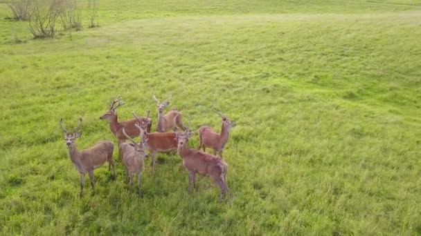 Eine Gruppe Hirsche steht da und schaut sich um, dann beginnt sie zu rennen. Luftaufnahme — Stockvideo