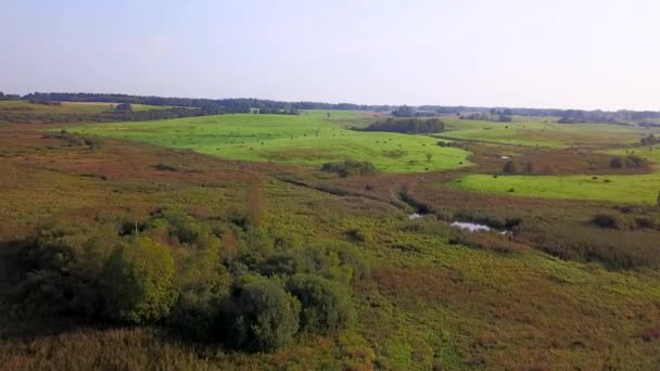 Green grass in the meadows with sheaves in the autumn. Aerial survey — Stock Video