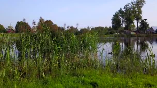 Утки плавают в озере возле тростника. Аэросъемка — стоковое видео