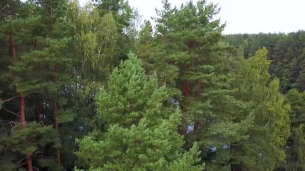 Keresztül látható, a tó a fák tetejét. Légi felmérés — Stock videók