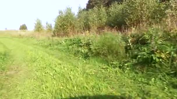 Деревенская дорога бежит по лесу покрытой травой и цветами — стоковое видео
