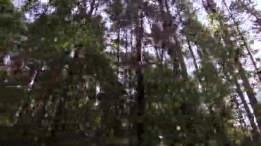 Ormandaki ağaçlar üstleri içine altından göster