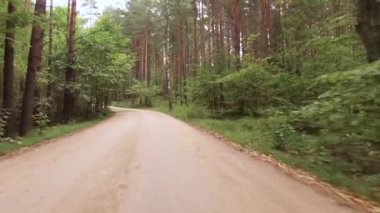 Orman döşeli yolda araba sürmek