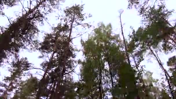 Cielo en las nubes se puede ver a través de las copas de los árboles del bosque — Vídeos de Stock