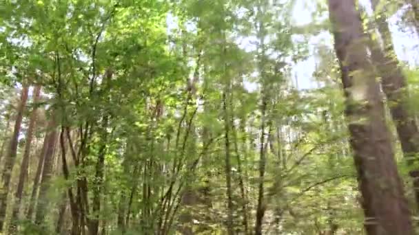 Schitterende de zonnen stralen hun weg in de diepten van het bos maken — Stockvideo