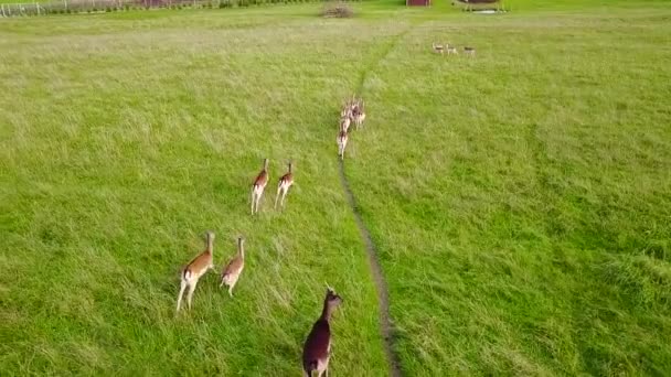 Grupo de ciervos corriendo a lo largo del camino en el prado. Inspección aérea. Movimiento lento — Vídeos de Stock