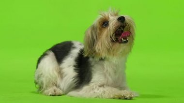 Yorkshire terrier dili gösterir. Yeşil ekran. Ağır çekim
