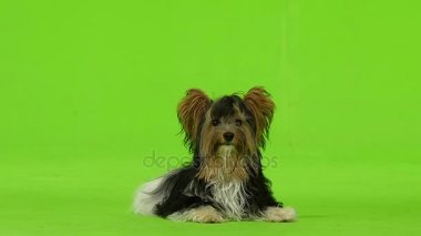 Yorkshire terrier içmek istiyor. Yeşil ekran. Ağır çekim