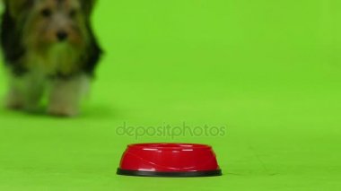 Yorkshire terrier yiyor. Yeşil ekran. Ağır çekim