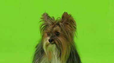 Köpek dili gösterir. Yeşil ekran. Ağır çekim