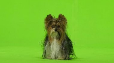 Köpek etrafına bakıyor. Yeşil ekran. Ağır çekim