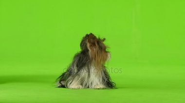 Yorkshire terrier dili gösterir. Yeşil ekran. Ağır çekim