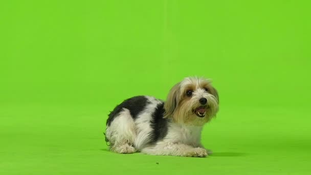 Yorkshire terrier wants to drink. Green screen. Slow motion — Stock Video