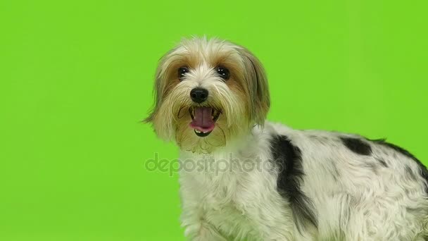 Собака показывает язык. Зеленый экран. Медленное движение — стоковое видео