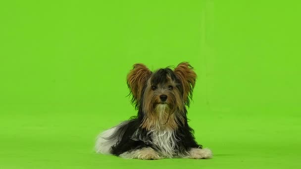 Yorkshire Terrier quer beber. Tela verde. Movimento lento — Vídeo de Stock