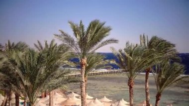 Sıcak plaj ve okyanusta yüzmek tatile kişi geldi