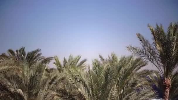 Να Palm δέντρα ταλάντωση από τον αέρα στην παραλία. Κοντινό πλάνο — Αρχείο Βίντεο