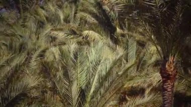 Palmiye ağaçları sway plaj rüzgar. Yakın çekim