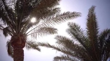 Palmiye ağaçları sway plaj rüzgar. Yakın çekim