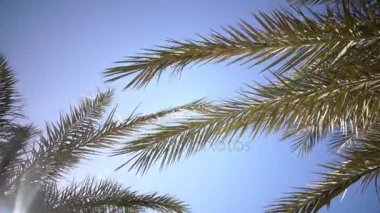 Palmiye ağaçlarının yaprakları rüzgarda sallayarak. Yakın çekim