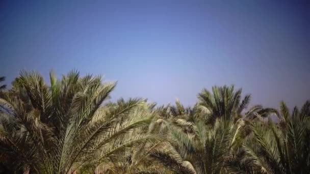 Palm stromy sway od větru na pláži. Detailní záběr — Stock video