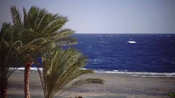 Ocean är stormig från vinden, vågorna slår om shore soliga vädret bara för resten — Stockvideo