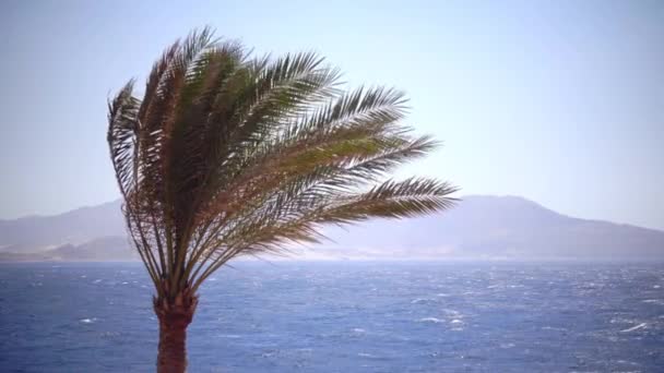 Tips i palmträdet vajande i vinden, havet är stormig — Stockvideo