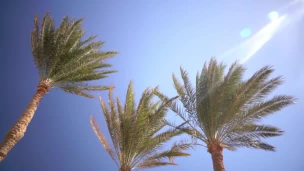 Palm trees sway from the wind on the beach. Close up — Stock Video