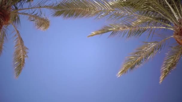 Palm bomen zwaaien van de wind op het strand. Close-up — Stockvideo
