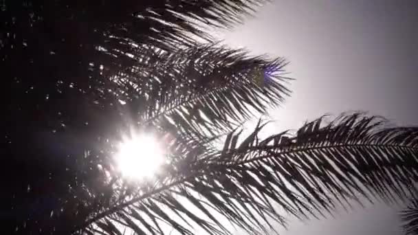 Листья пальмы, чтобы раскачиваться на ветру яркий свет от солнца светит. Закрыть — стоковое видео
