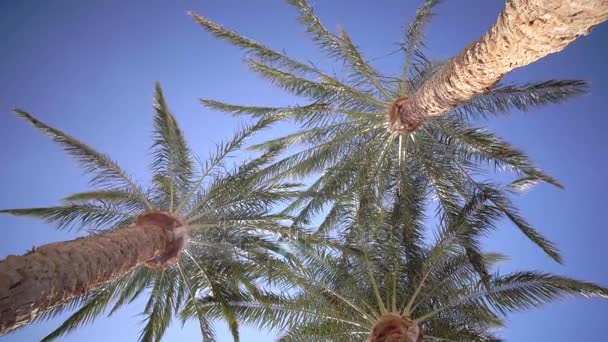Heldere blauwe hemel en de bladeren in de wind van de palmbomen — Stockvideo